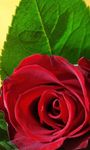 3D Love Rose Live Wallpaper screenshot APK 