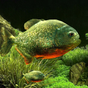 Иконка 3D Fish Aquarium Wallpaper HD
