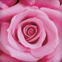 Biểu tượng Rose Live Wallpaper
