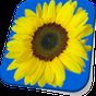 Ícone do apk Sunflower Live Wallpaper Free