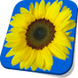 Ícone do apk Sunflower Live Wallpaper Free