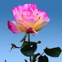 Rose Garden Live Wallpaper Simgesi