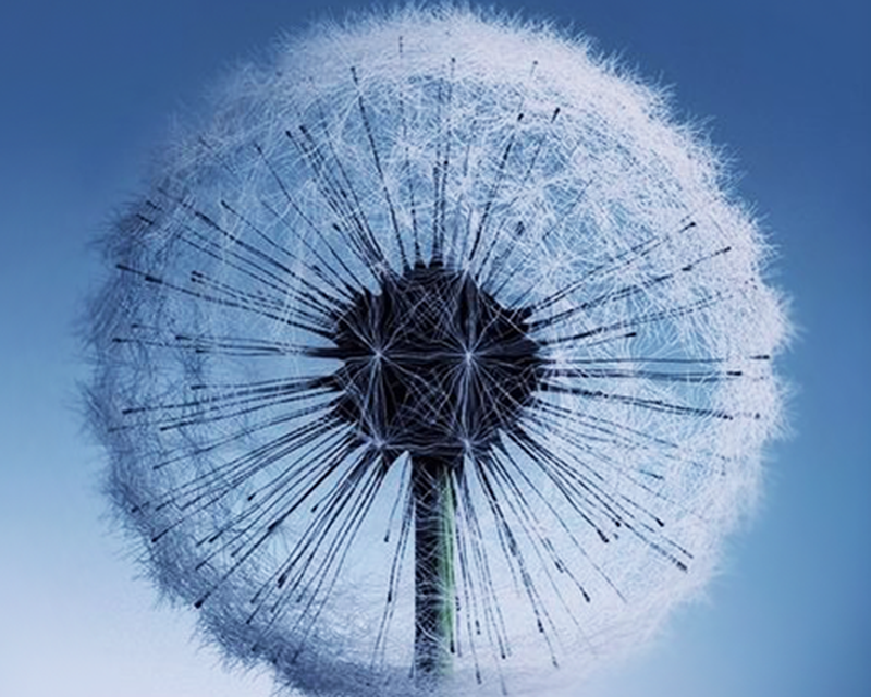 14+ Dandelion Live Wallpaper Android Download