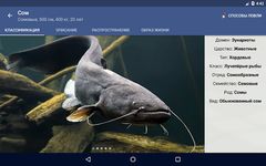 Скриншот 4 APK-версии Справочник рыбака