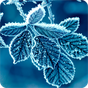 Winter Wallpapers Icon