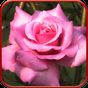 Rose, papel de parede vivo APK