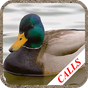 Duck and gees calls APK