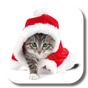 Christmas Cat Live Wallpaper APK