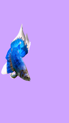 Betta Fish 3D Free  Android - Tải
