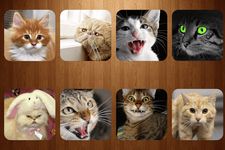 Immagine 10 di Suoni gatto