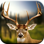 Whitetail Hunting Calls icon