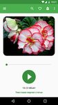 Скриншот 11 APK-версии Всё о растениях – Флорист-X