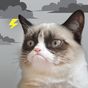 Icona Grumpy Cat Meteo