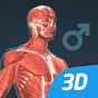 Icône de Human body (male) VR 3D