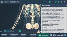 Human body (male) VR 3D Screenshot APK 