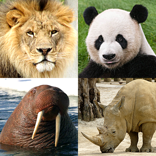 Wild Zoo Animals Quiz Fun App - Baixar APK para Android