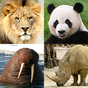 Tiere-Quiz - Alle Säugetiere