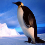 Penguins Jigsaw Puzzles icon