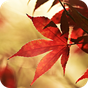 가을 단풍 라이브 배경 화면 아이콘
