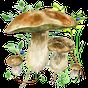 Иконка По грибы