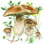 Иконка По грибы