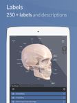 Captura de tela do apk 3D Skull Atlas 