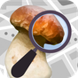 Mushroom Identificator (признать гриб)