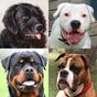 Biểu tượng Dogs Quiz - Guess Popular Dog Breeds on the Photos