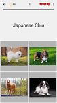 Dogs Quiz - Guess Popular Dog Breeds on the Photos screenshot apk 