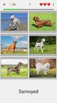 Скриншот 8 APK-версии Собаки - Фото-тест про популярные породы собак