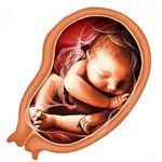 Screenshot 4 di Pregnancy Week by week apk