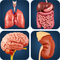 Иконка My Organs Anatomy