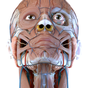 Visual Anatomy 3D | Human APK