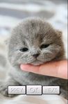 Cute Cat Wallpaper HD zrzut z ekranu apk 4