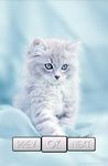 Cute Cat Wallpaper HD zrzut z ekranu apk 1