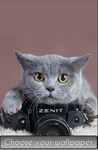 Cute Cat Wallpaper HD zrzut z ekranu apk 5