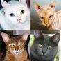Chats e chattes - Quiz sur les races populaires