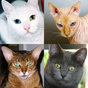 Gatos - Prueba acerca de todas las razas populares