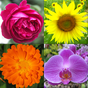 Иконка Цветы - Красивые растения: тест по ботанике