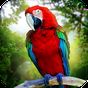 Jungle Parrot Simulator - try wild bird survival! APK