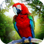 Ikona apk Jungle Parrot Simulator - try wild bird survival!