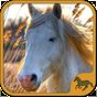 Paardenspel met mooie paarden APK icon