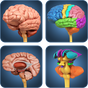 Иконка My Brain Anatomy