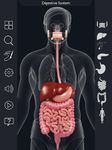 Скриншот 4 APK-версии Digestive System Anatomy