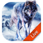 APK-иконка Живые Обои Волки 3d
