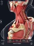 Скриншот 4 APK-версии My Muscle Anatomy