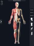 Скриншот 2 APK-версии My Muscle Anatomy