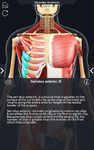 My Muscle Anatomy screenshot apk 11