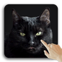Черная живая кошка кот. Интерактивные обои 3D FREE