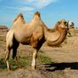 Camels Jigsaw Puzzles APK